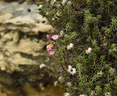 Achyranthemum recurvatum