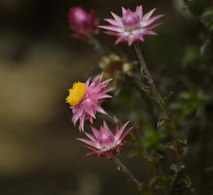 Achyranthemum recurvatum