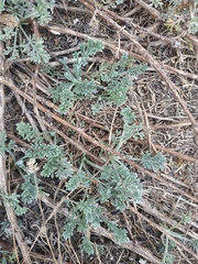 Artemisia arenaria