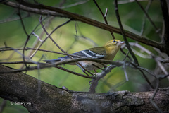Setophaga castanea