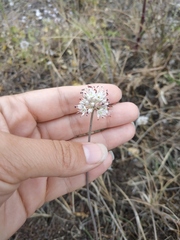 Allium tarkhankuticum