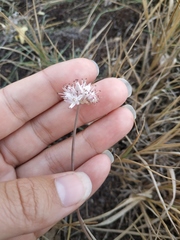 Allium tarkhankuticum