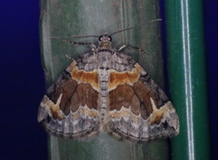 Dysstroma hersiliata