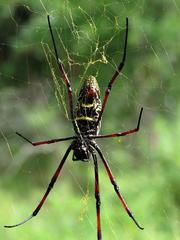 Trichonephila inaurata madagascariensis