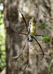 Trichonephila inaurata madagascariensis