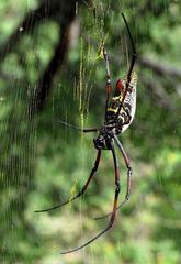 Trichonephila inaurata madagascariensis