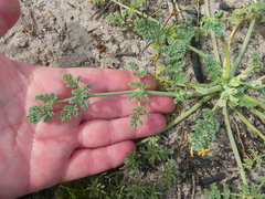 Capnophyllum africanum