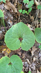 Asarum