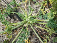 Capnophyllum africanum