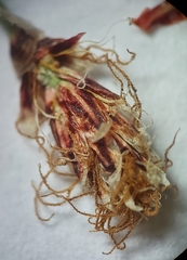 Eleocharis compressa