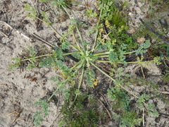 Capnophyllum africanum