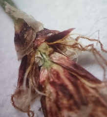 Eleocharis compressa