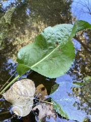Acourtia microcephala