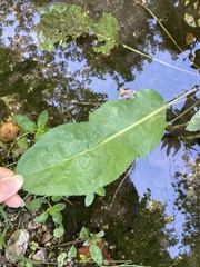 Acourtia microcephala