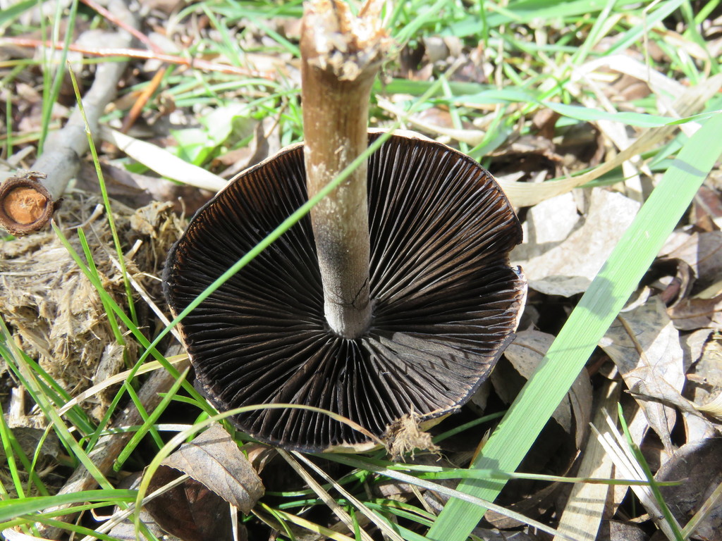 Protostropharia semiglobata · September 2021 · photo: © nicoolejnik (iNaturalist, cc-by)