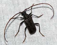 Afroartelida teunisseni