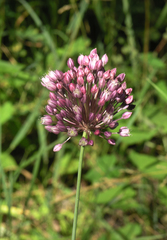 Allium erubescens