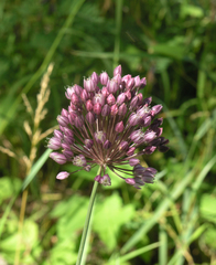 Allium erubescens