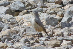 Sitta neumayer tschitscherini