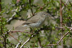 Phylloscopus neglectus