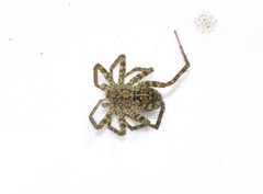 Pardosa hortensis