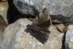 Erynnis marloyi