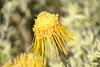 Yellow Rocket Pincushion - Photo (c) Callum Evans, some rights reserved (CC BY-NC), uploaded by Callum Evans