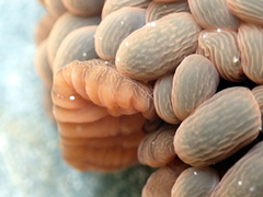 Phlyctenactis tuberculosa