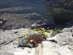 Euryops othonnoides