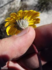 Euryops othonnoides