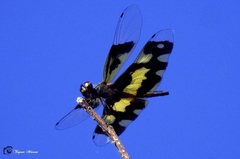 Rhyothemis variegata