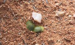 Brunsvigia namaquana