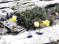 Euryops othonnoides