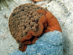 Phlyctenactis tuberculosa