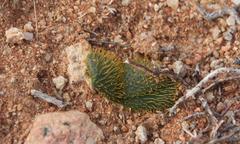 Brunsvigia namaquana