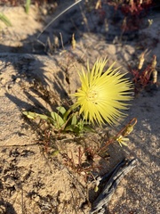 Conicosia pugioniformis