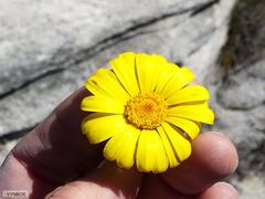 Euryops othonnoides