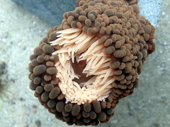 Phlyctenactis tuberculosa