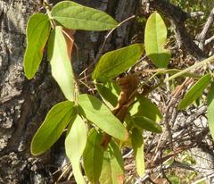 Rhoicissus revoilii