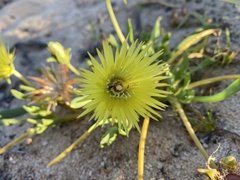 Conicosia pugioniformis