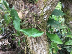 Passiflora megacoriacea