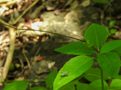 Neanalcocerus hortulanus