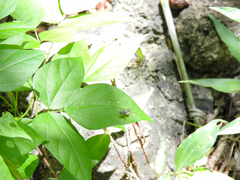 Neanalcocerus hortulanus