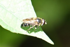 Eumerus rufoscutellatus