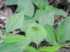 Neanalcocerus hortulanus