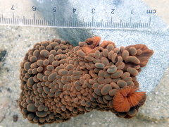 Phlyctenactis tuberculosa