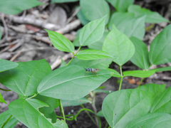 Neanalcocerus hortulanus