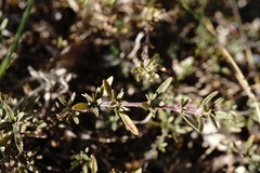 Thymus callieri
