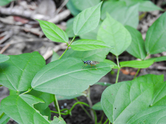 Neanalcocerus hortulanus