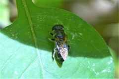 Eumerus rufoscutellatus